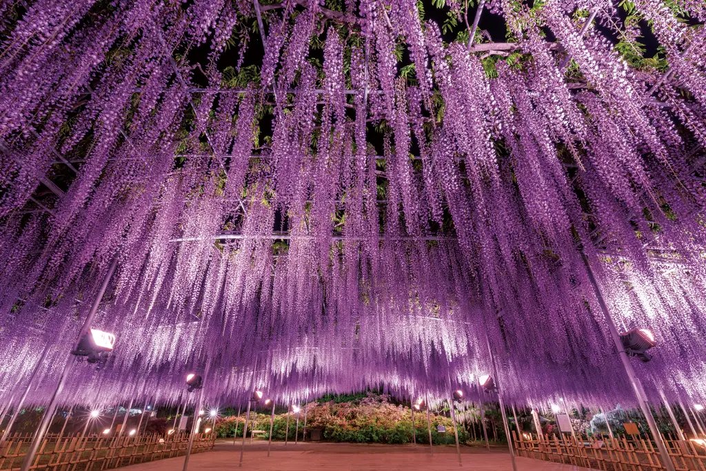 🌸 아시카가 플라워 파크 이미지 13